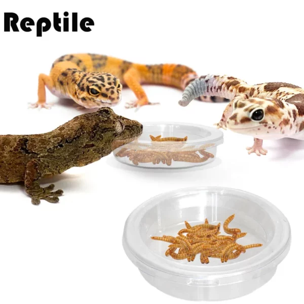 Reptile Accessories Feeding Bowl